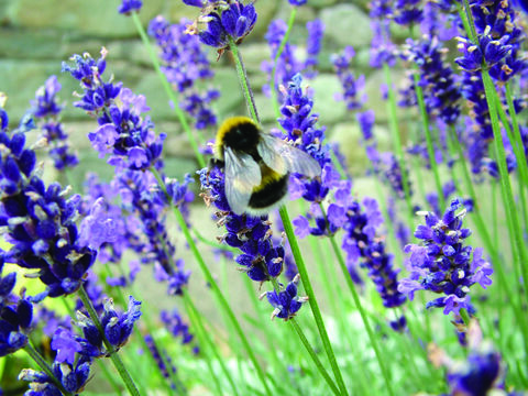 Bees | North Wales Wildlife Trust